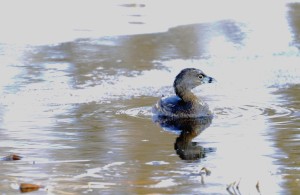 Part Bird Part Submarine